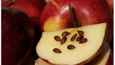 Are Apple Seeds Poisonous or Safe?