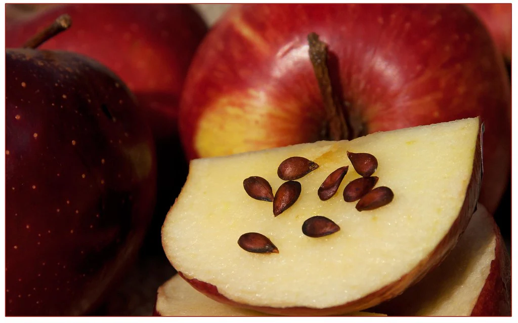 Are Apple Seeds Poisonous or Safe?